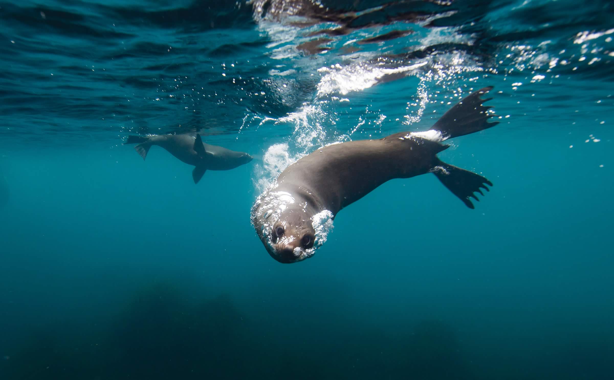 Australian Fur seal, Tasman National Park.