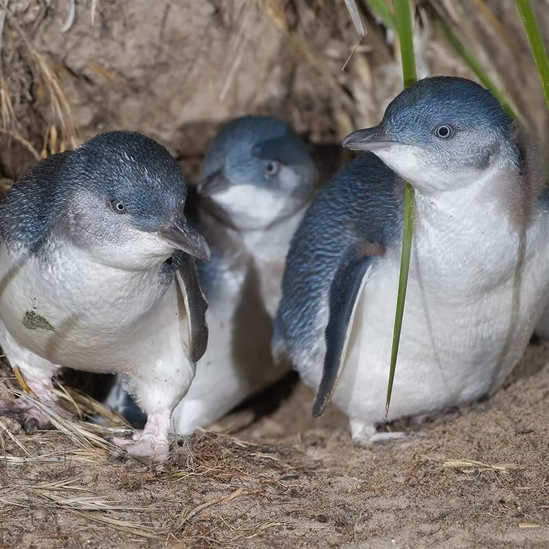 Little Penguin (Eudyptula minor) family exiting burrow. Image: JJ Harrison.