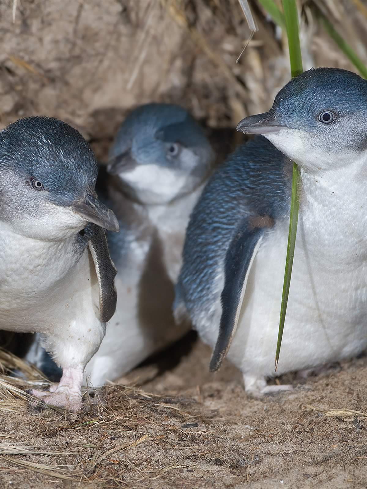 Little Penguin (Eudyptula minor) family exiting burrow.