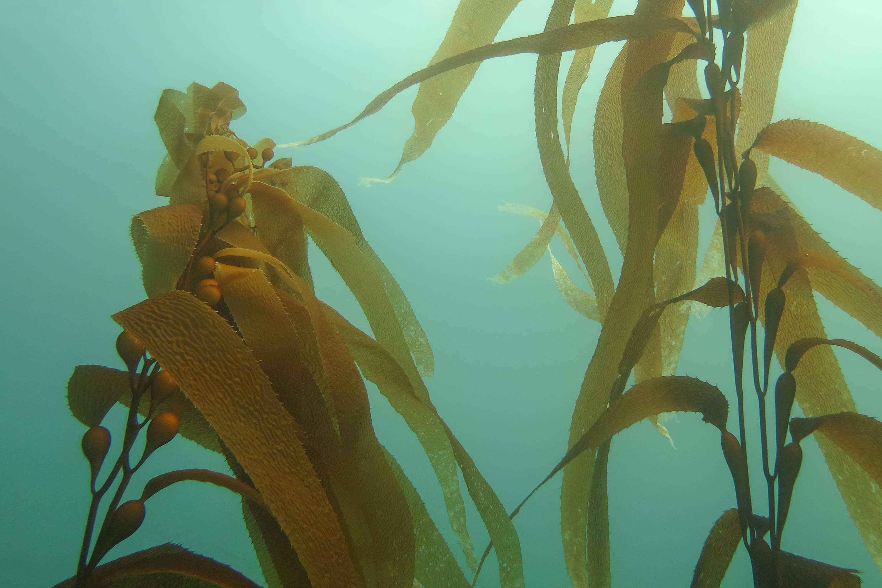 Giant kelp.