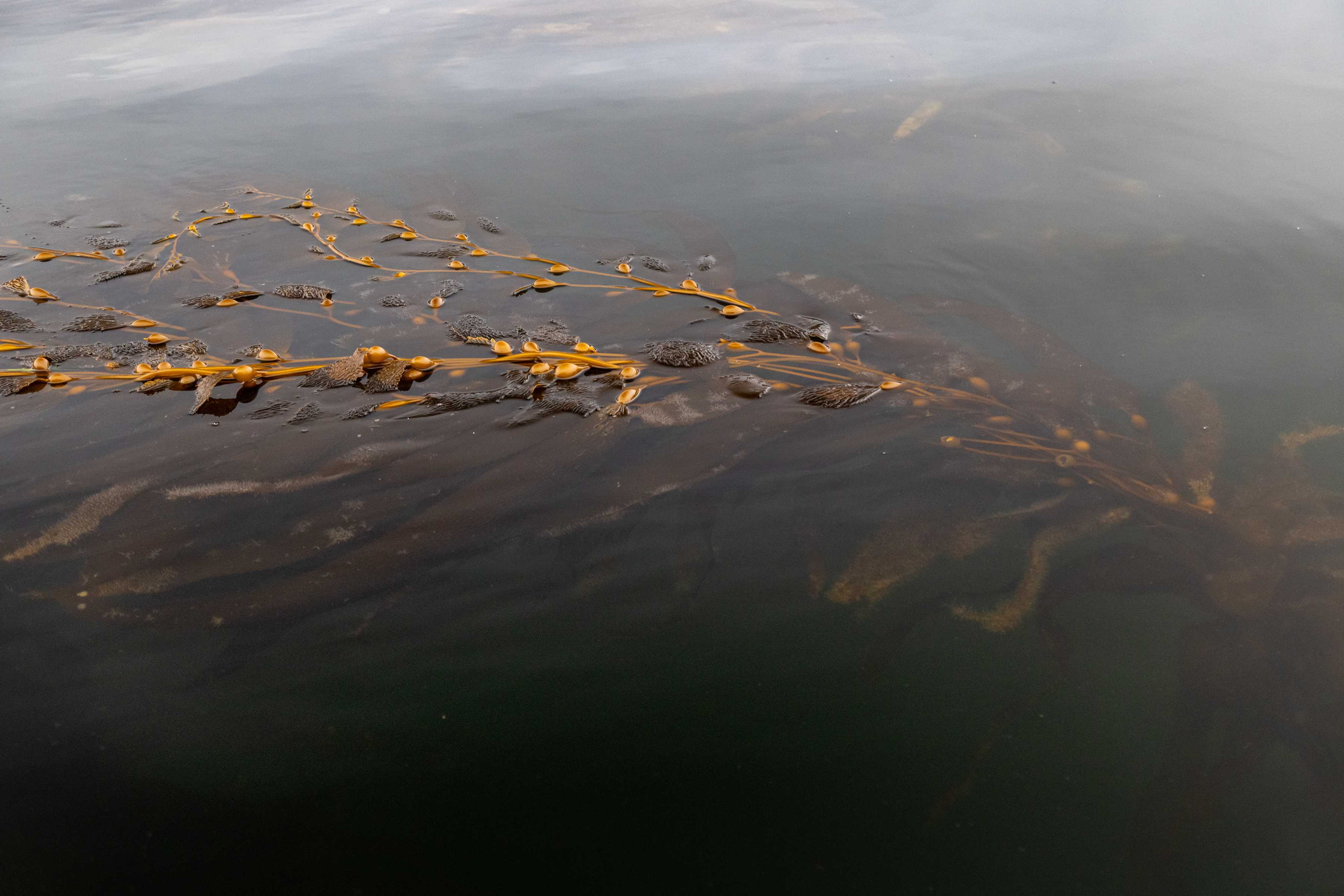 Giant kelp near Blackmans Bay. Image: Peter Mathew / TasWater.