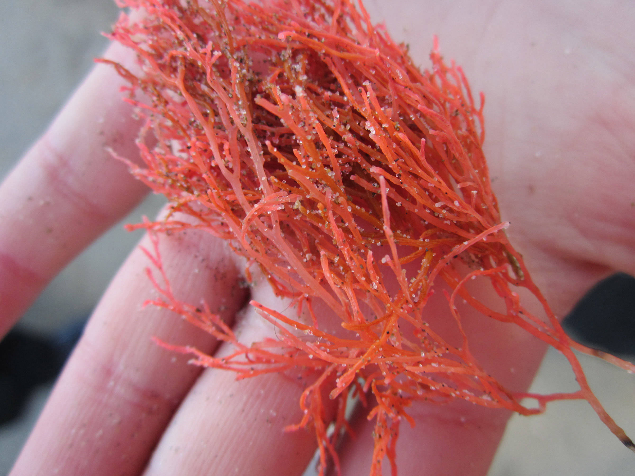 Red seaweed.