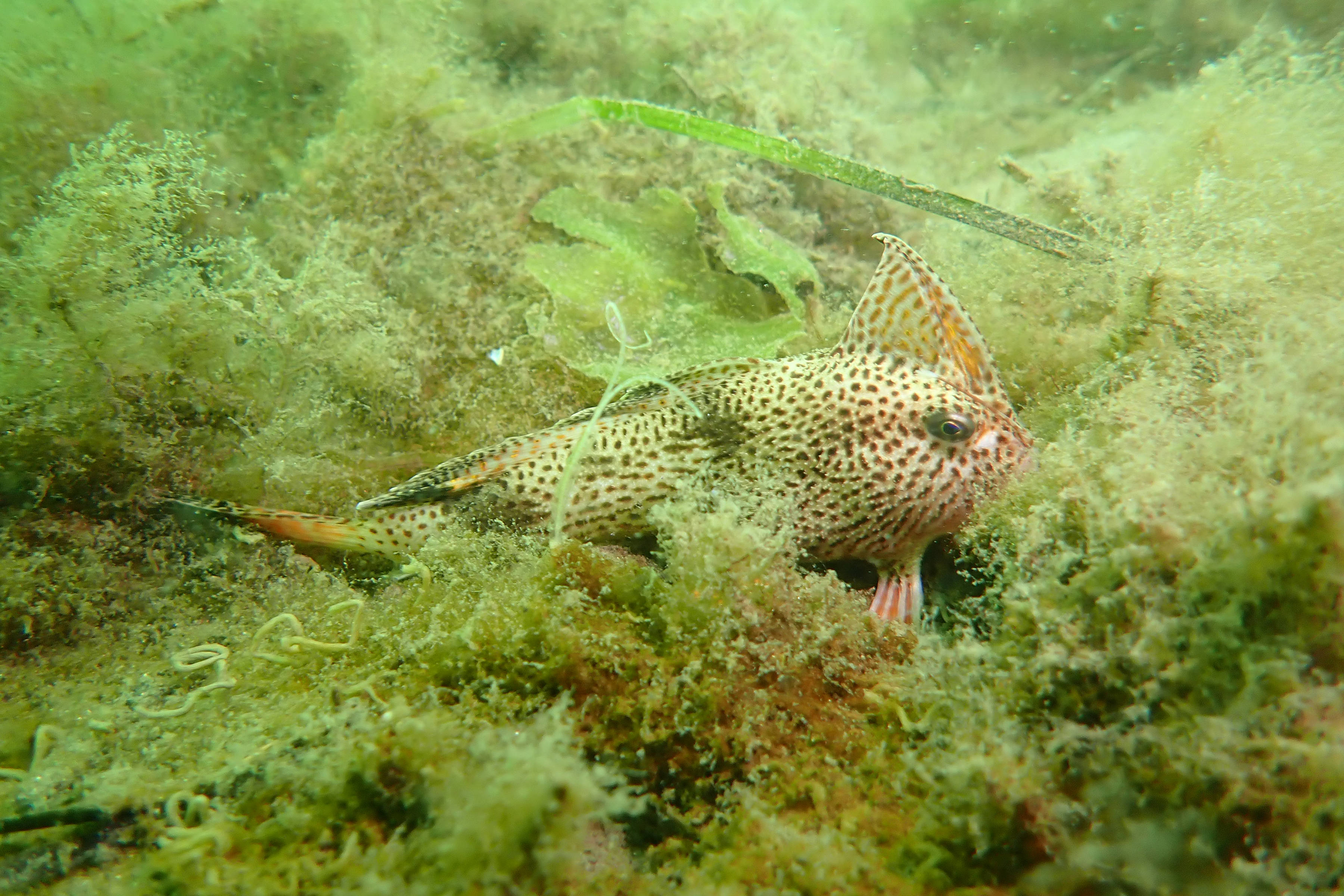 Spotted handfish. Image: C. Devine, CSIRO.