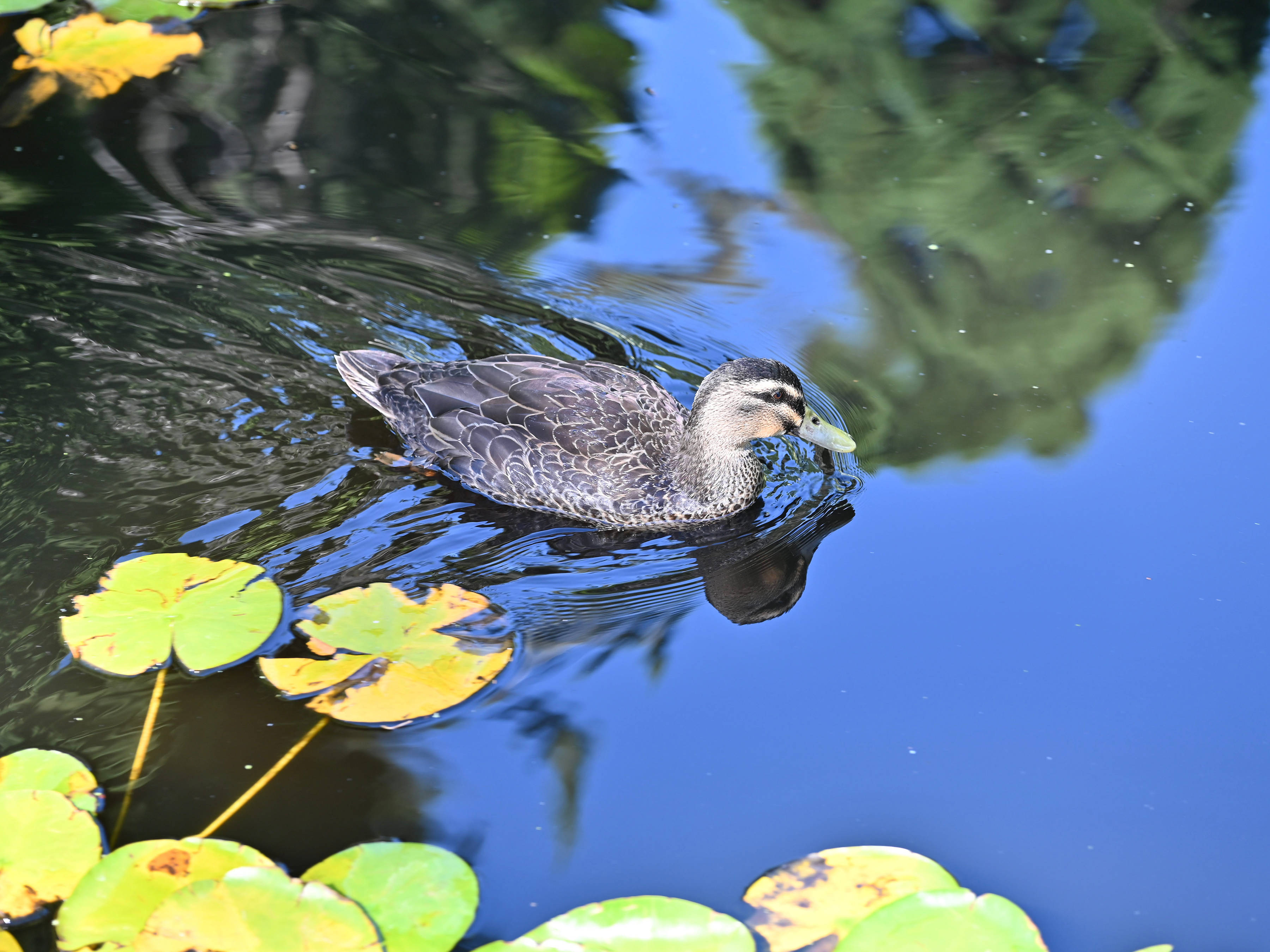 Pacific Black Duck × Mallard hybrid. Image: John Sampson.