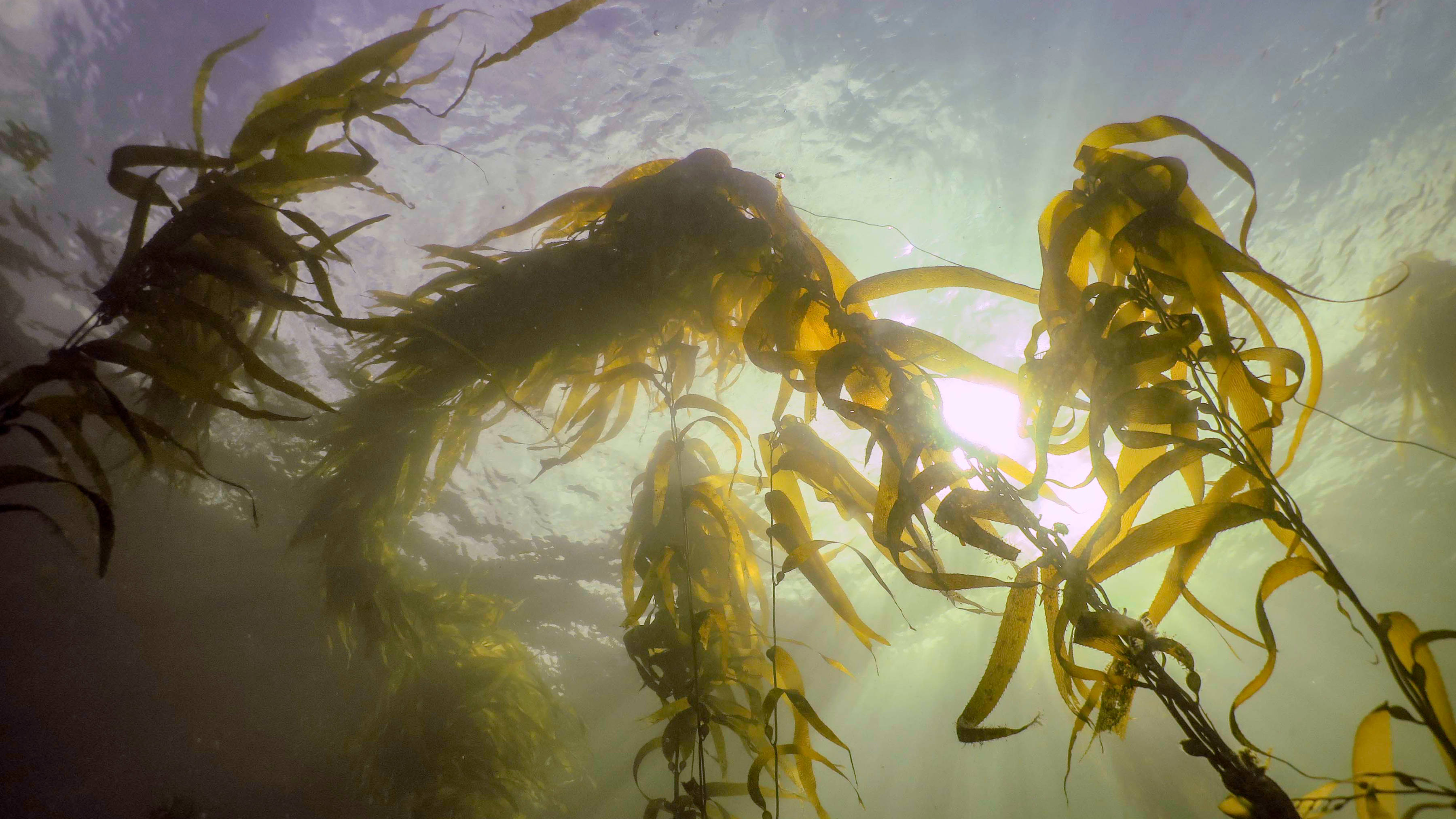 Kelp forest. Image: IMAS.